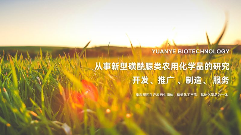 鼠抗人单克隆抗体：揭秘其研发与选择的关键要素**