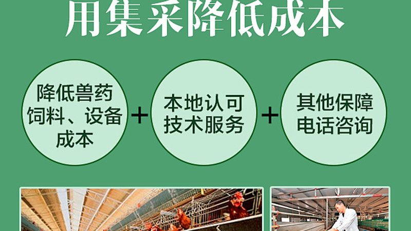 D细胞培养：关键步骤与注意事项解析**